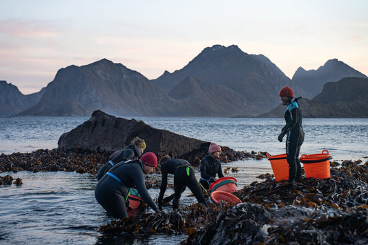 Do you want to be a seaweed harvester? - Lofoten Seaweed