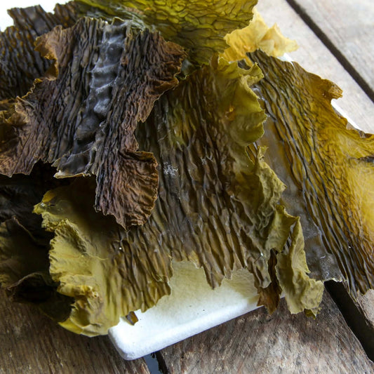 Sugar Kelp (Sweet Kombu) - Lofoten Seaweed